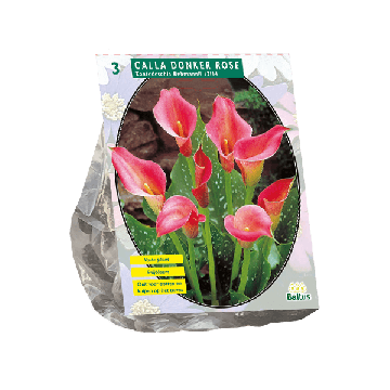 Calla Zantedeschia, Donkerroze per 3